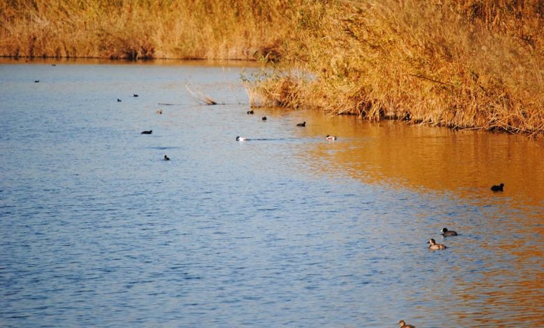 albufera de adra