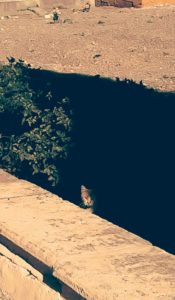 Gato en El cementerio de San José.