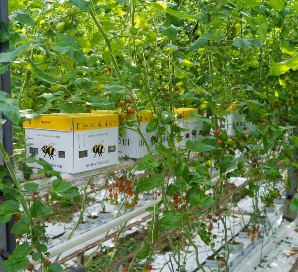 Polinización con abejorros cultivo tomate