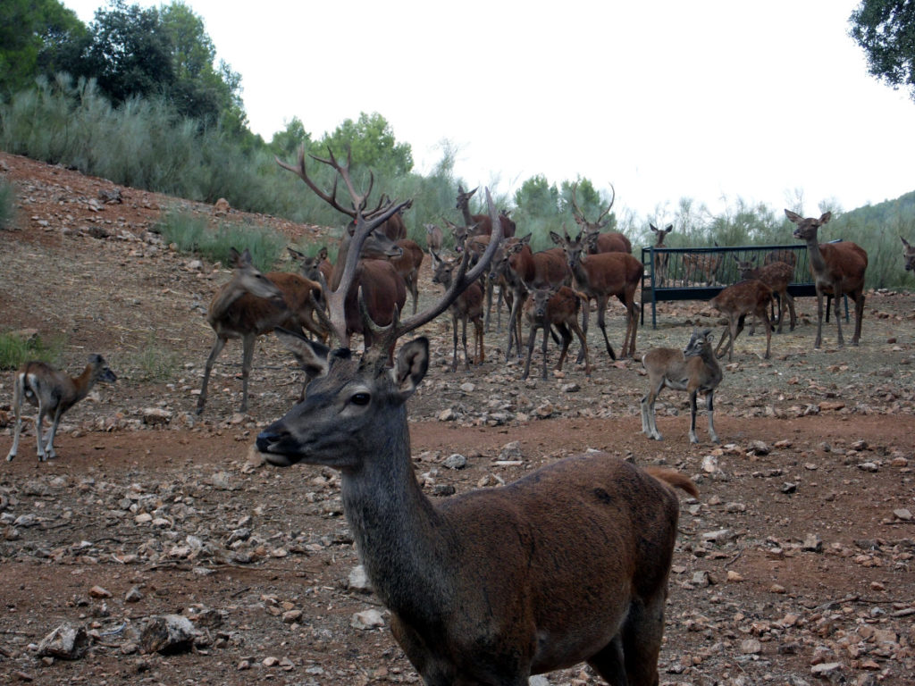 la berrea en Almería