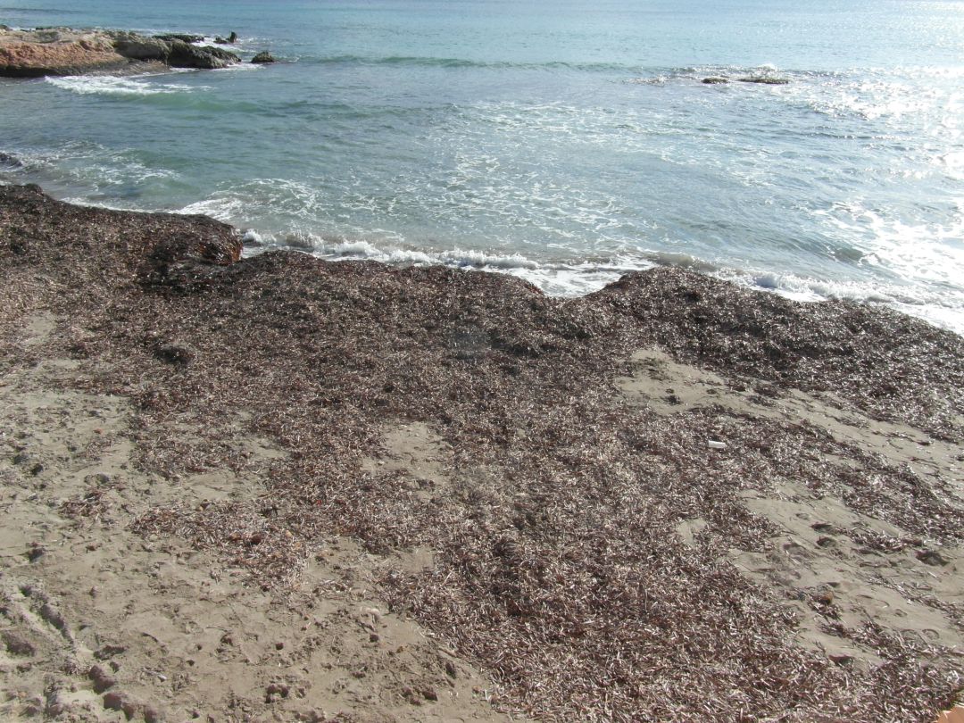 Posidonia-orilla