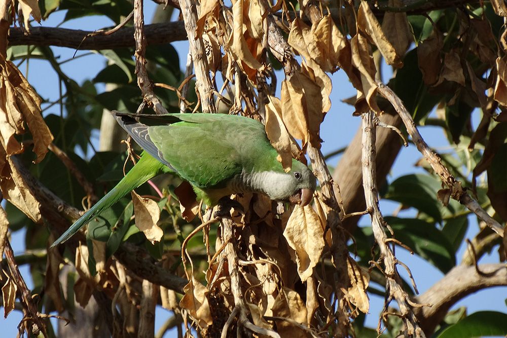 cotorras en Almería