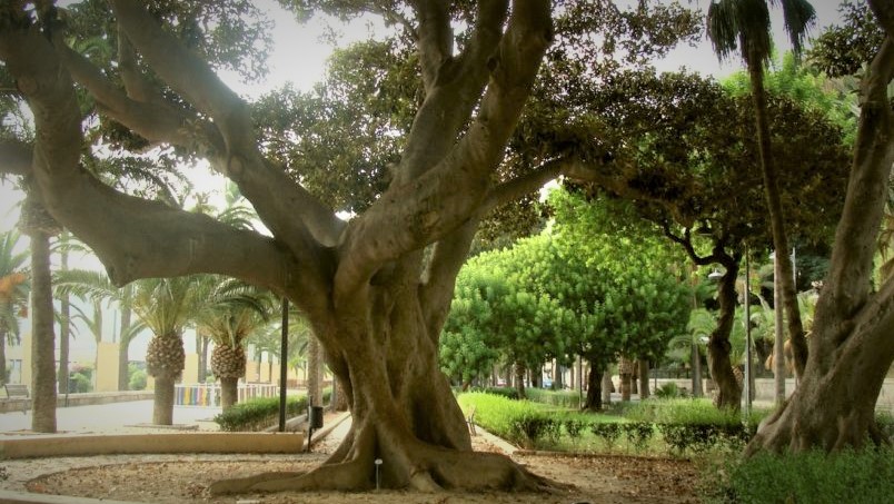 Almería presume de árboles famosos: milenarios, únicos, bellos... - Almeria  is Different