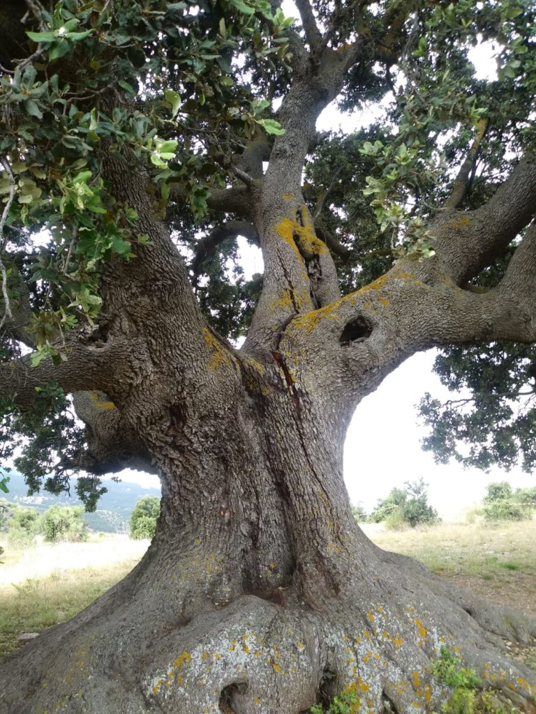 la encina de Serón herida