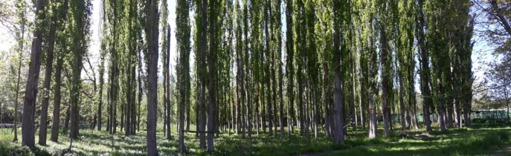 Alamedas de la acequia Tejera