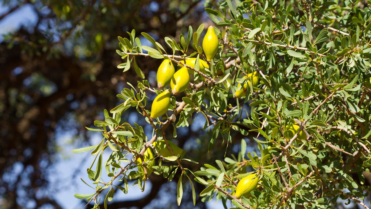 Aceite de argán