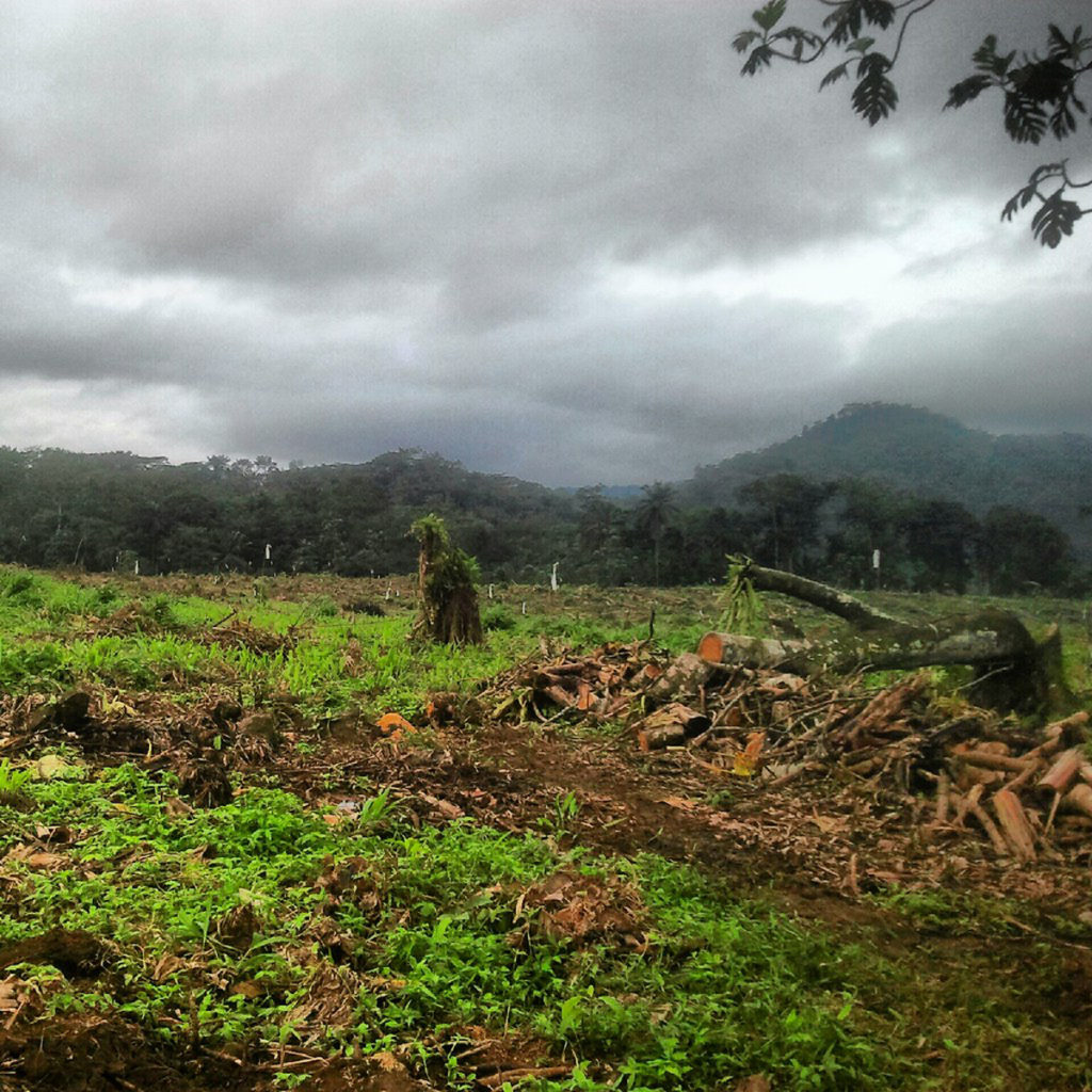 Deforestación por aceite de palma