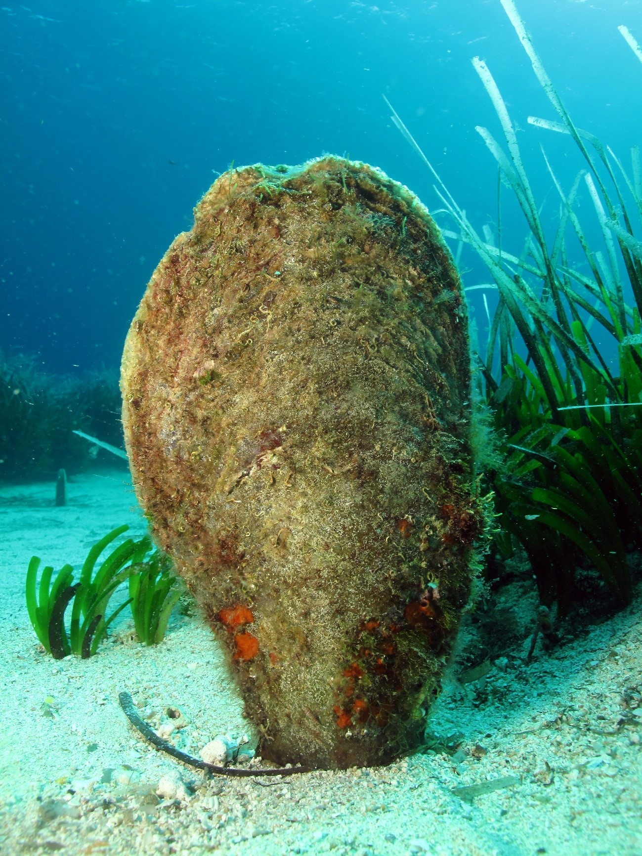 nacra, especie casi extinta