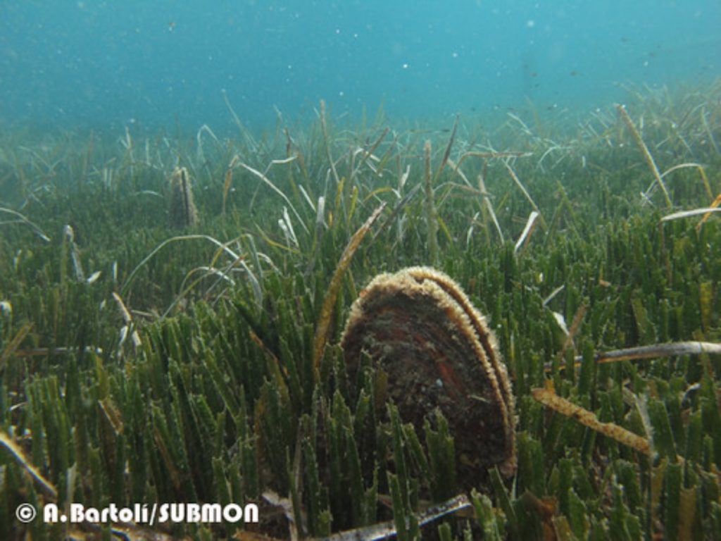 nacra en pradera de posidonia