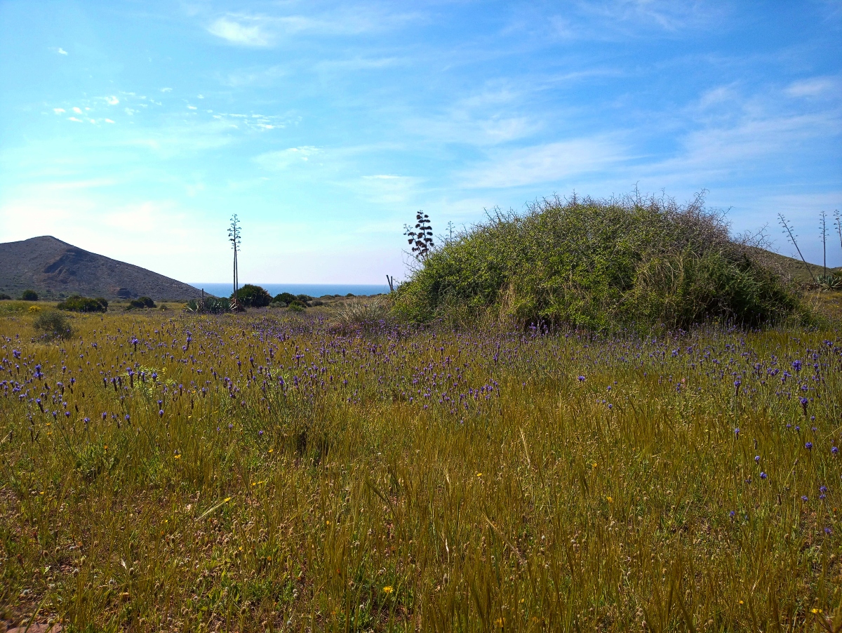 campo-azufaifo-almería