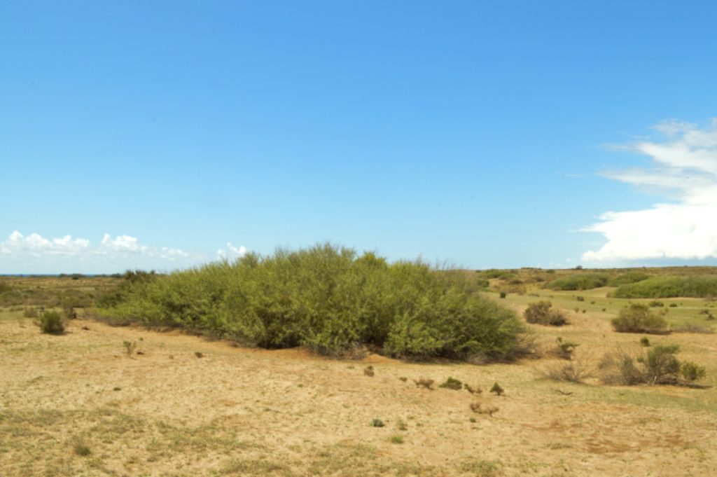 campo-azufaito-almería