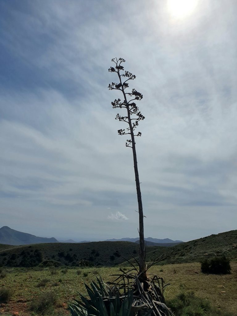 pita-almería