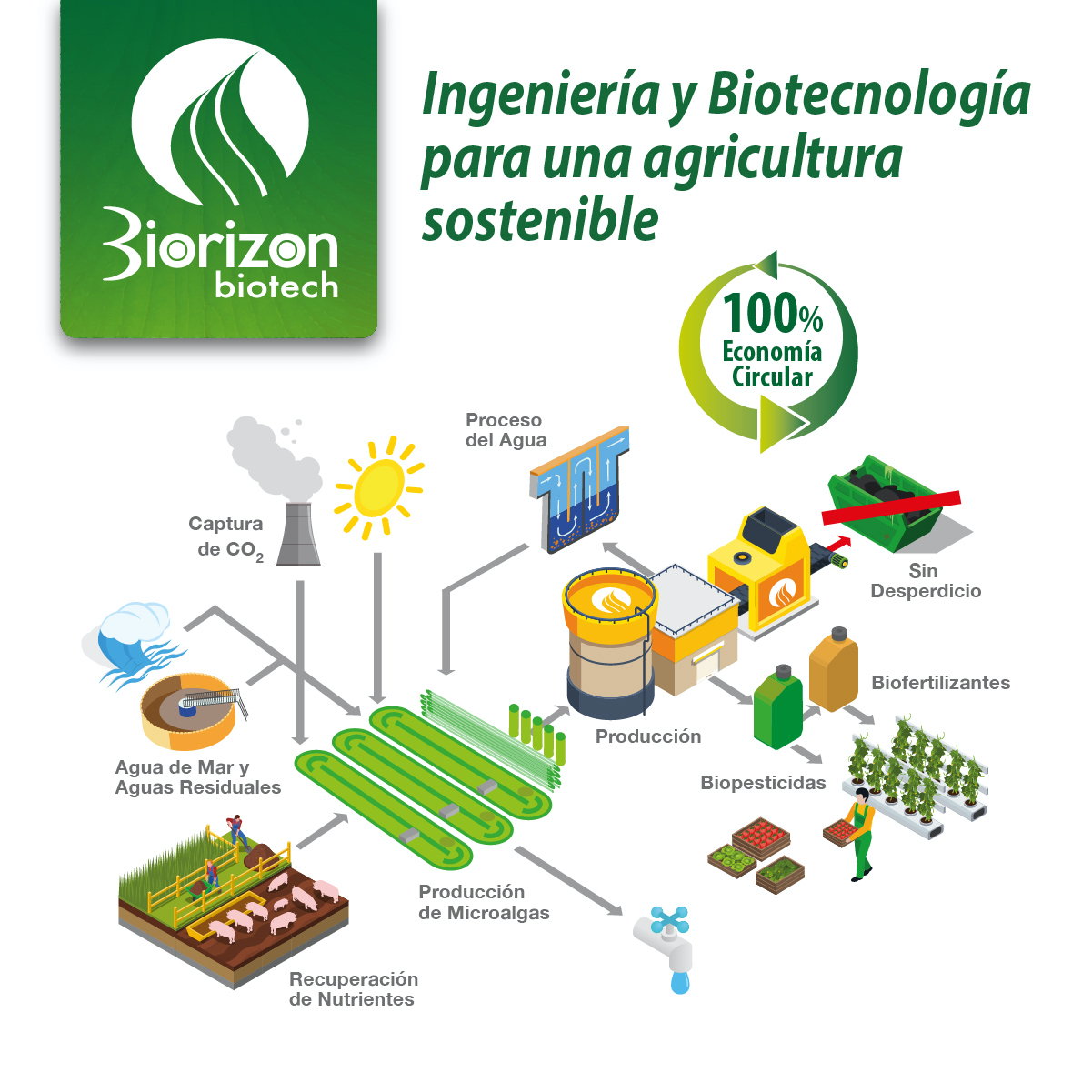 microalgas biorizon